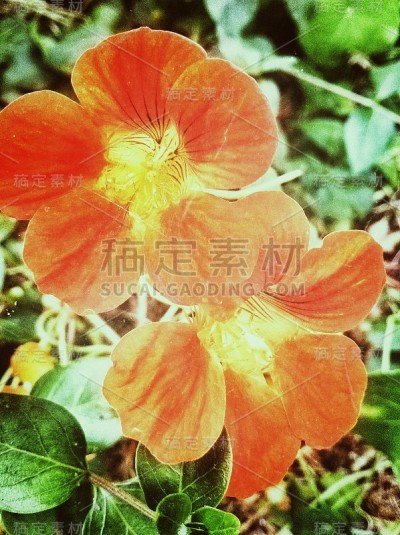 花自然叶色
