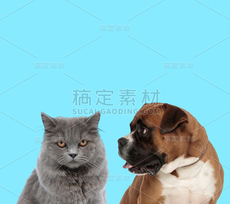 英国长毛猫和好奇的鲍克瑟看着它