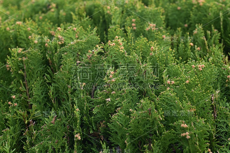 侧柏属植物(侧柏属)雄花