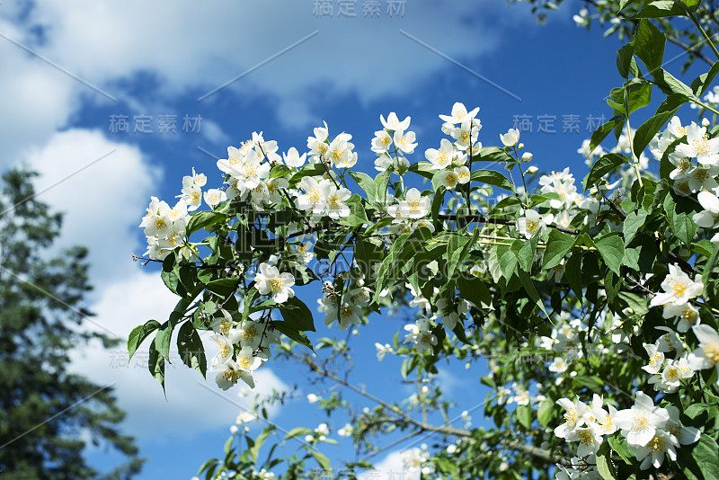 布什花茉莉