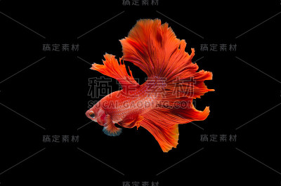 黑色背景上的红色斗鱼