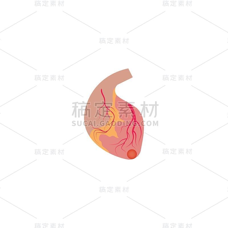 Arteri矢量插图设计