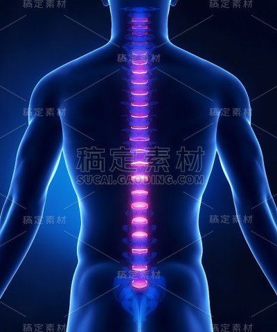 脊柱椎间盘解剖后视图