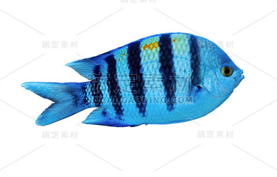 印支中士