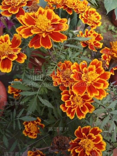花园里的金盏花