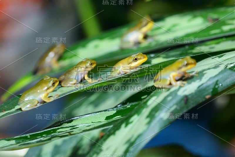 幼小的中国飞蛙在蜕变后