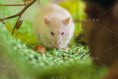 树枝间美丽的白老鼠