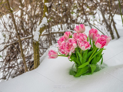 雪中的鲜花