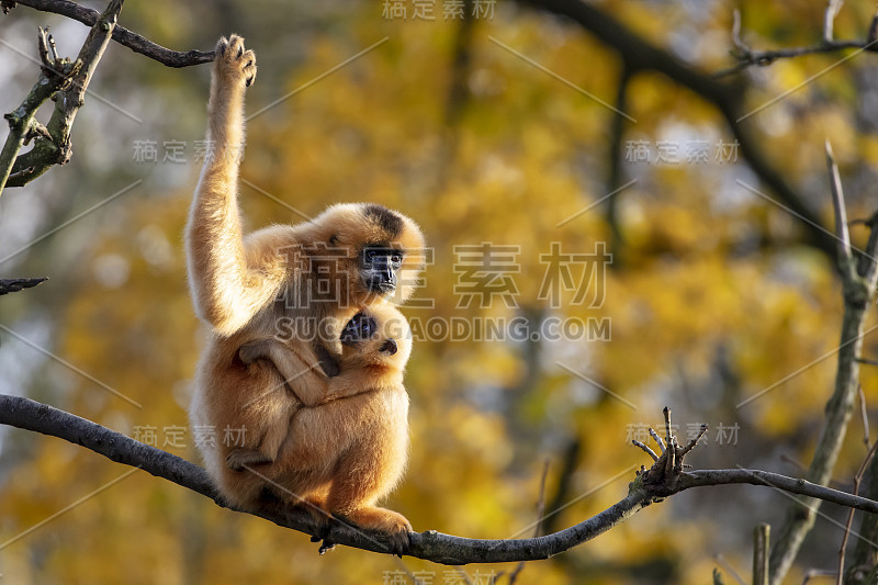 保护区里的两只黄脸长臂猿