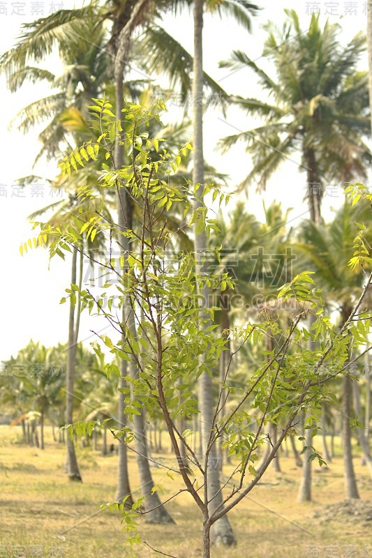 把植物