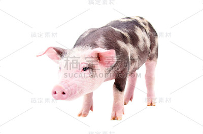 喵喵的苏格兰折耳猫