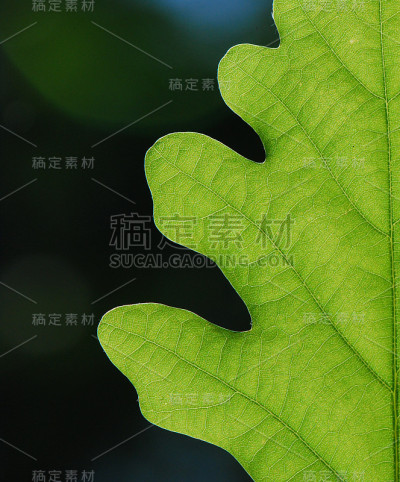 自然背景下的叶片结构