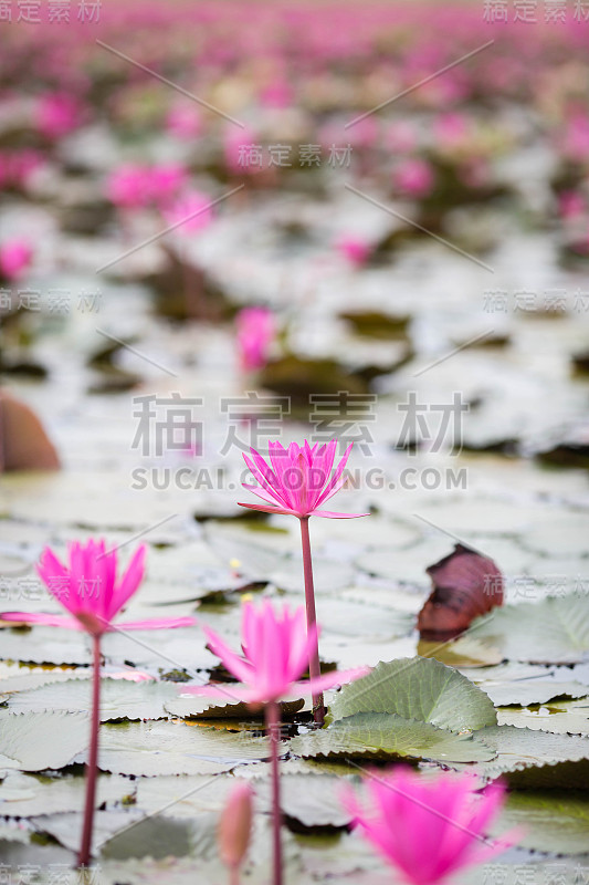 泰国乌隆塔尼的粉红色和红色莲花海