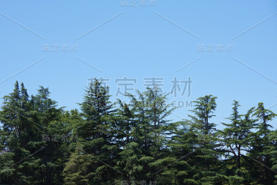 冷杉与天空