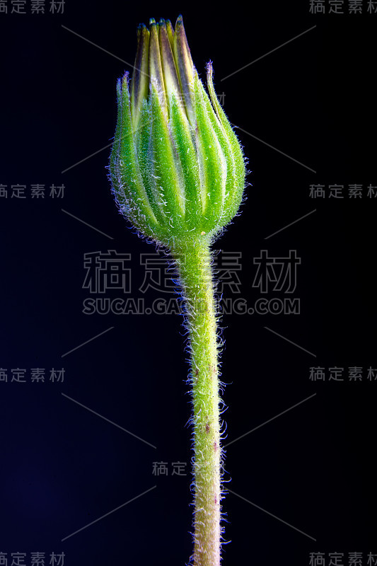 在黑色背景下拍摄的学名白花(Glebionis segetum)俗称万寿菊的闭合花的精细超微距照片