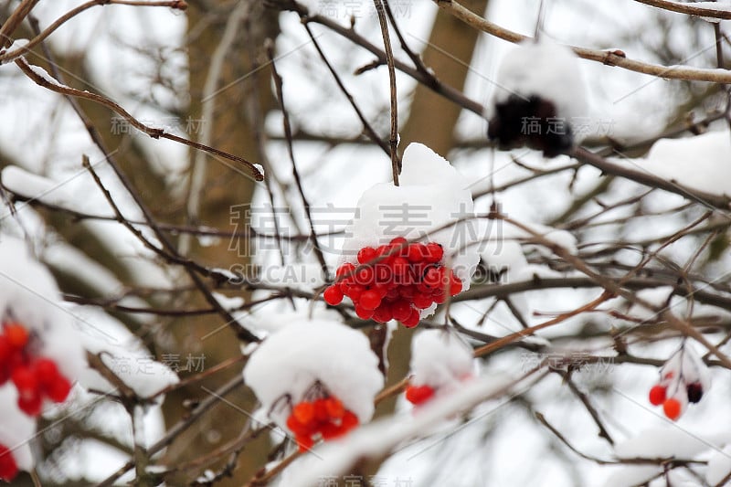 冬天，成熟的荚蒾挂在雪地下的树枝上