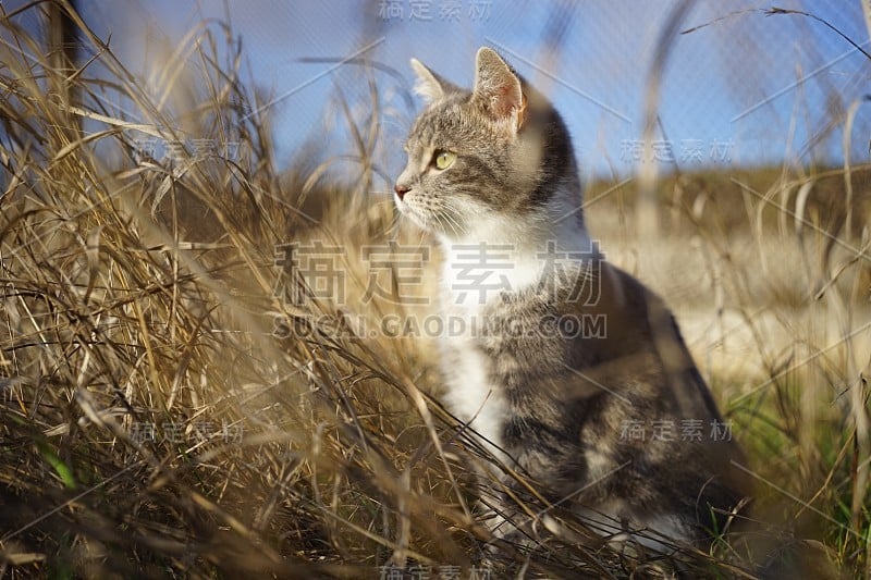 可爱的灰白色小猫坐在干燥的草地上。可爱的小猫咪在阳光明媚的花园里狩猎。