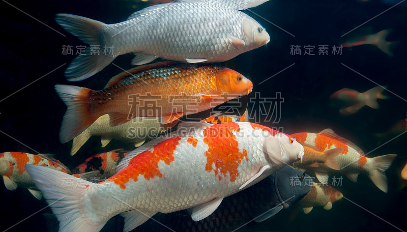 不同的彩色锦鲤在水族馆游泳