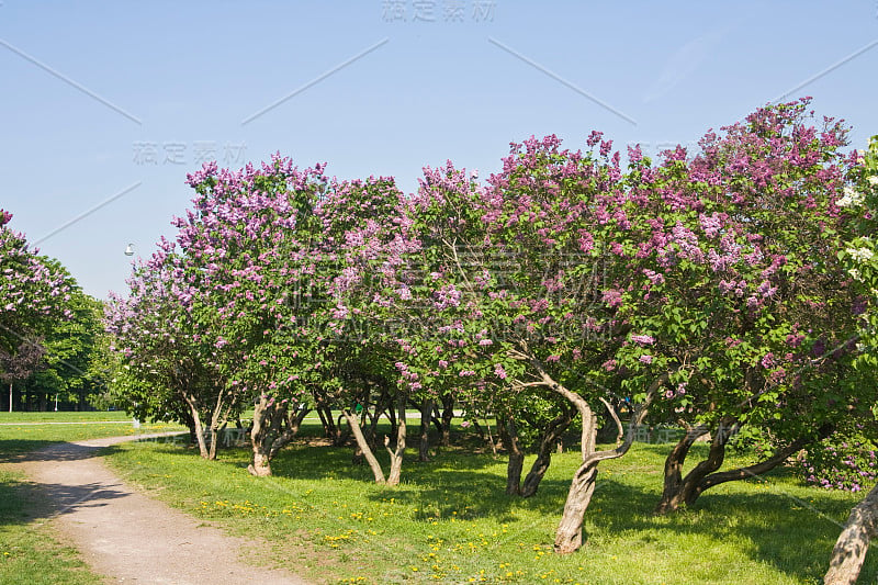 丁香花园