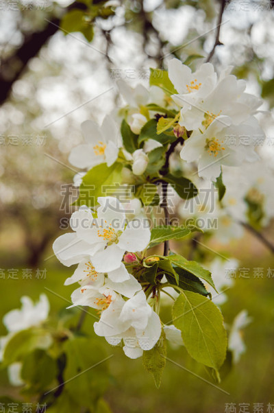 美丽的花朵。