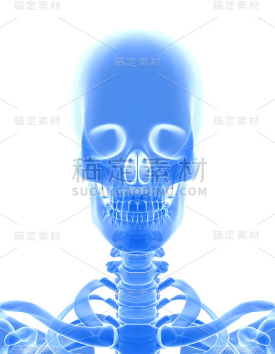 闪亮的蓝色骨骼系统的3D插图。
