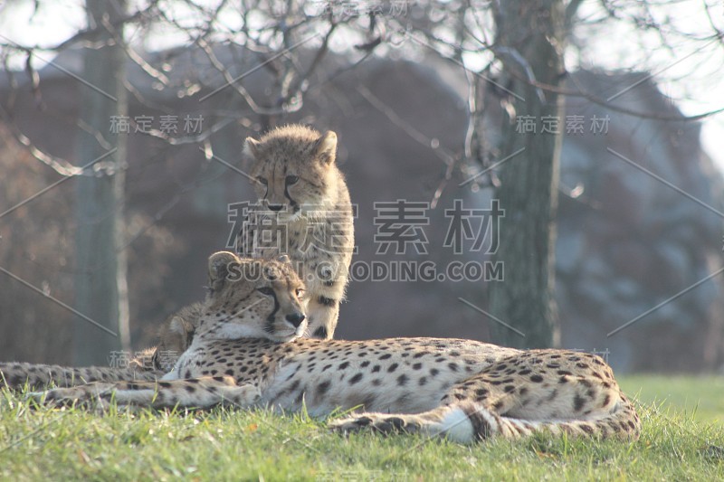 cheetah cubs laying togehter with their family. th