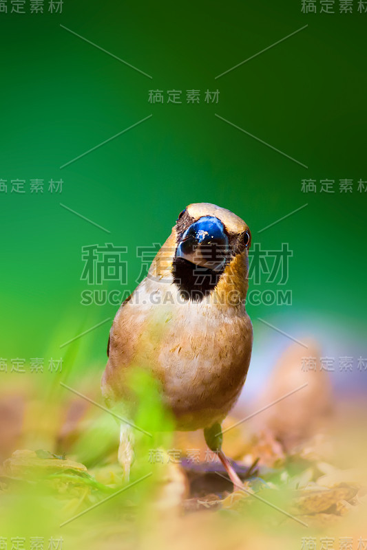 可爱的小鸟Hawfinch。哈芬雀正在地上进食。绿色的自然背景。鸟:蜡嘴雀。Coccothraust