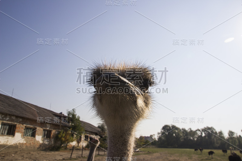 鸵鸟养殖场的鸵鸟头。农场围场里的鸵鸟。有趣而奇怪的鸵鸟惊讶地看着画框。农场围场里的鸵鸟