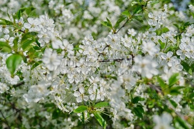 开花的樱桃树，特写枝上有白花