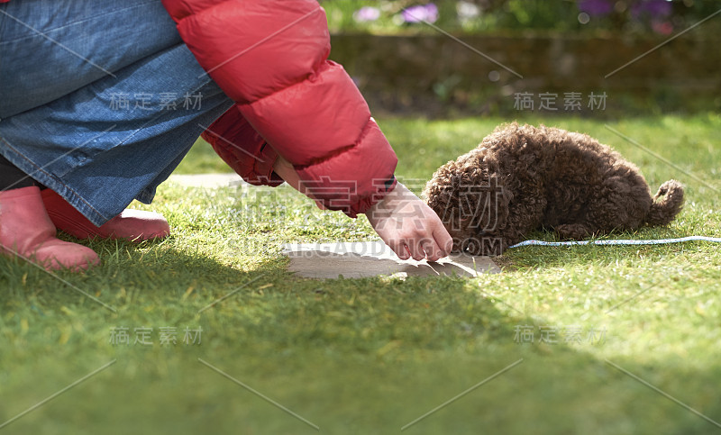 迷你贵宾犬小狗