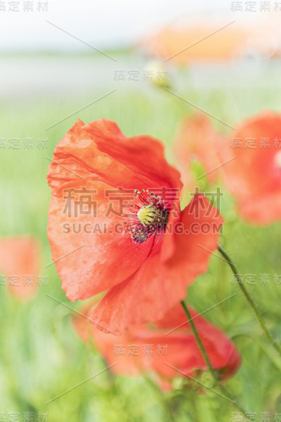 罂粟花。