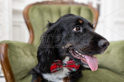 浅色房间里系着红色领结的西班牙猎犬。宠物三岁，坐在椅子上。红色花纹领带。最好忠实的朋友