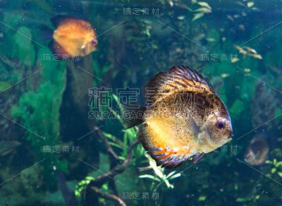 异国情调的热带鱼