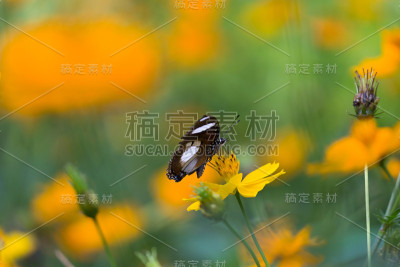 Eggfly蝴蝶