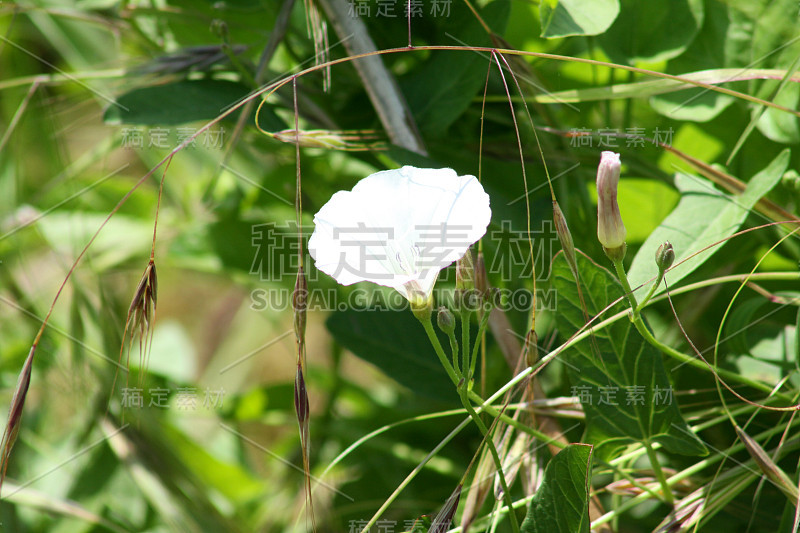 田野旋花盛开的特写与绿色背景