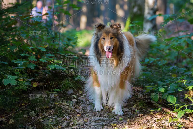 和牧羊犬在森林里散步