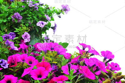 白色的花背景
