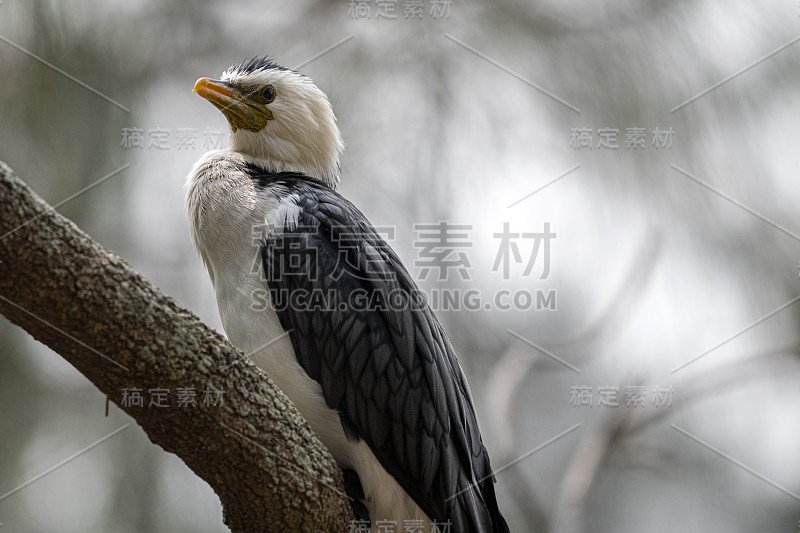 在昆士兰的自然背景下的小花斑鸬鹚