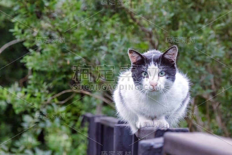 街上的猫淡色，在围栏上安静地看着摄影师走近。