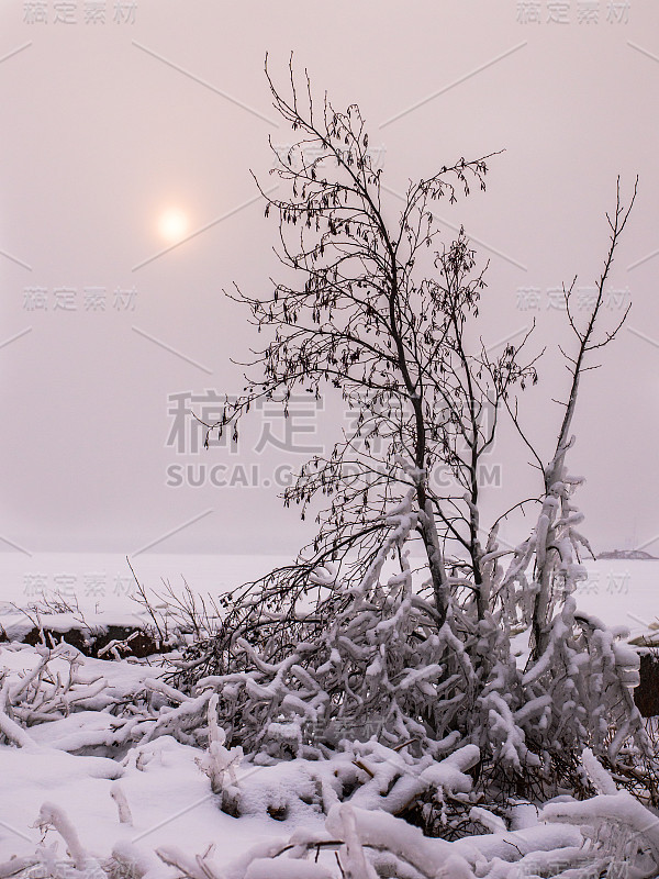 一棵光秃秃的树被冰雪覆盖，背景是白雪覆盖的田野，多云的天空和一个太阳