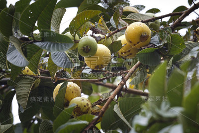 番石榴挂在树上