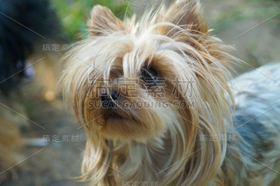 约克郡犬的美丽画像