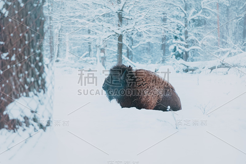 森林背景和雪地上的野牛