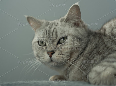 英国猫的肖像