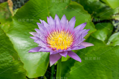 美丽的莲花