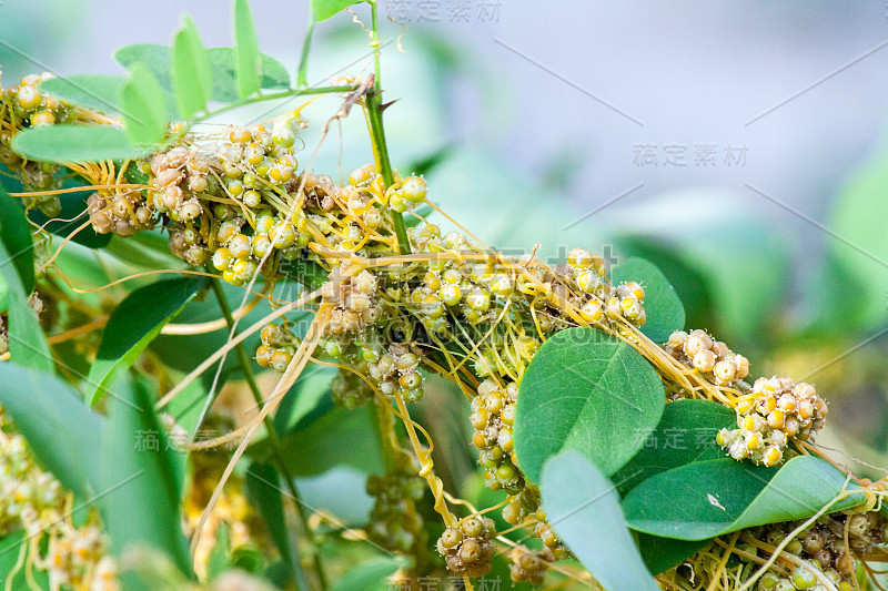 菟丝子属菟丝子属是寄生植物