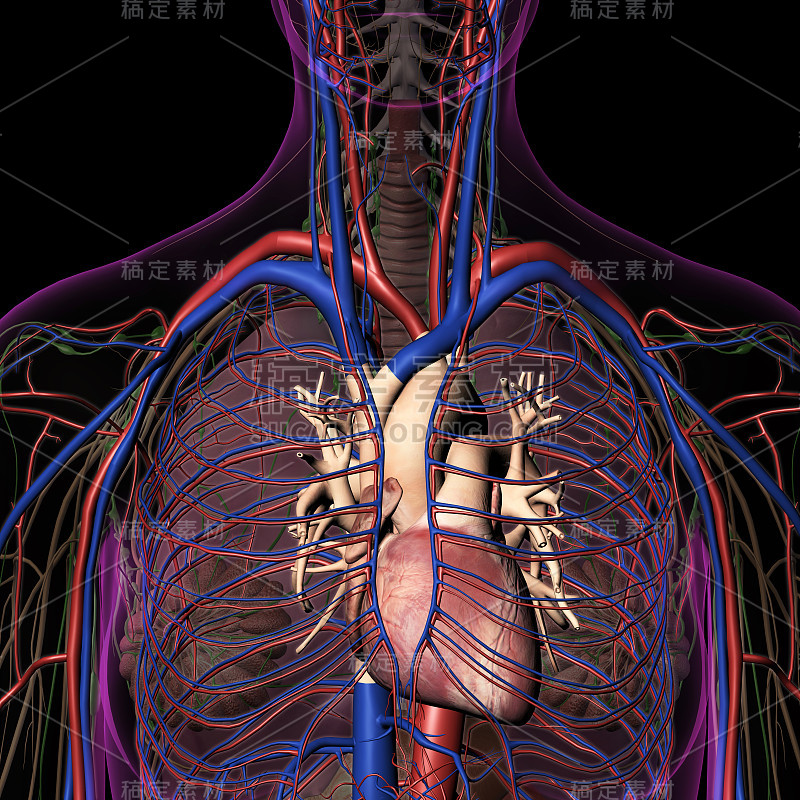 女性胸部循环系统内部解剖