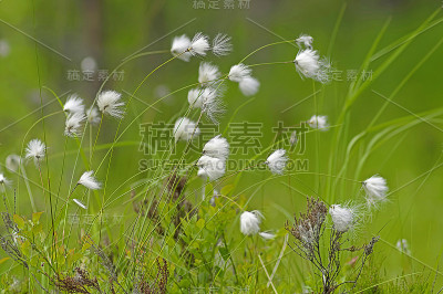 北极草本沼泽植物