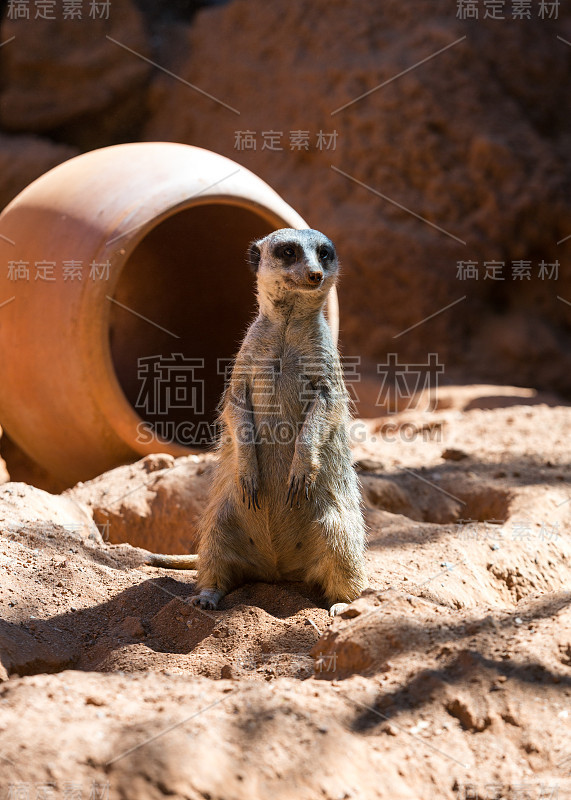 猫鼬站岗(Suricata suricatta)