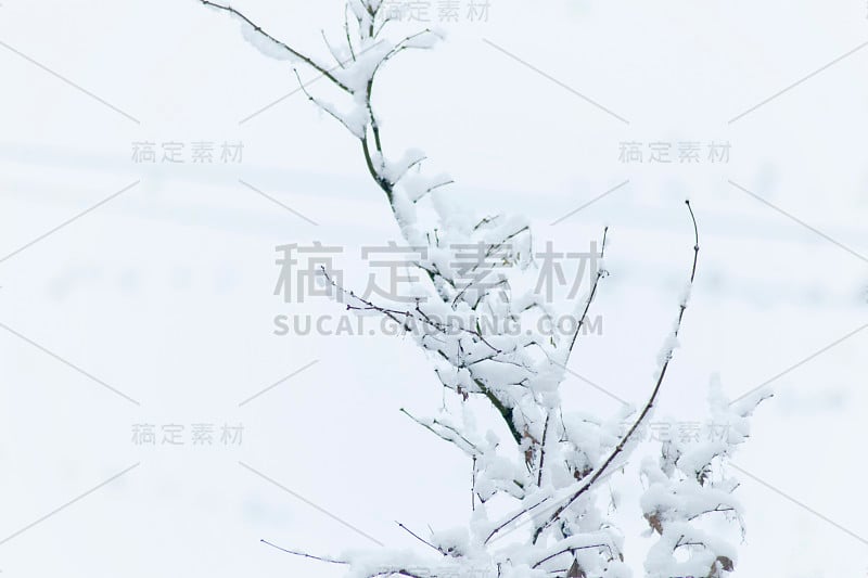 森林里正在下雪